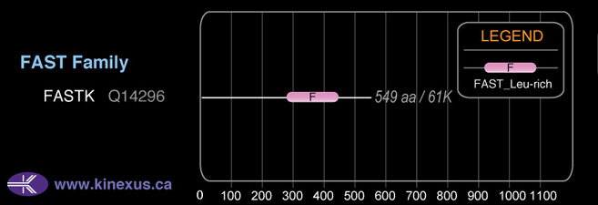 subfamily domain