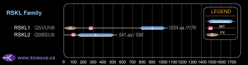 subfamily domain